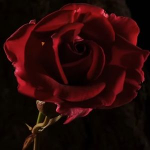 Meet your Posher, GG